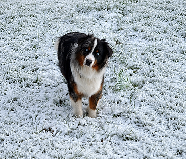 Australian Shepherd auf einer verschneiten Wiese