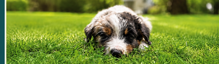 Junger Australian Shepherd entspannt auf einer Wiese