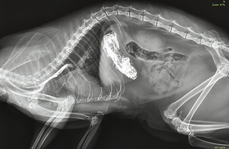 Röntgenaufnahme eines tierischen Patienten