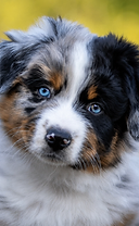 Junger Australian Shepherd als ergänzendes Tiermotiv