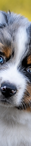 Junger Australian Shepherd als ergänzendes Tiermotiv