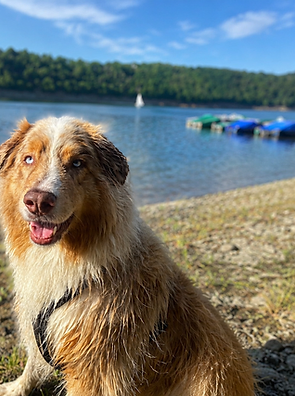 Hund an einem See in natürlicher Landschaft
