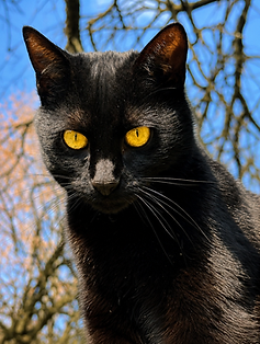 Schwarze Katze mit gelben Augen vor blauem Himmel