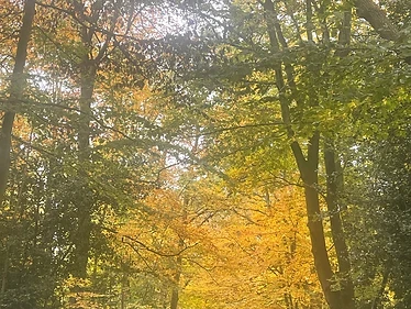The forest lane through Epping Forest in autumn