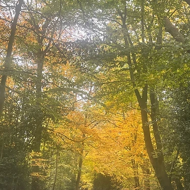The forest lane in autumn