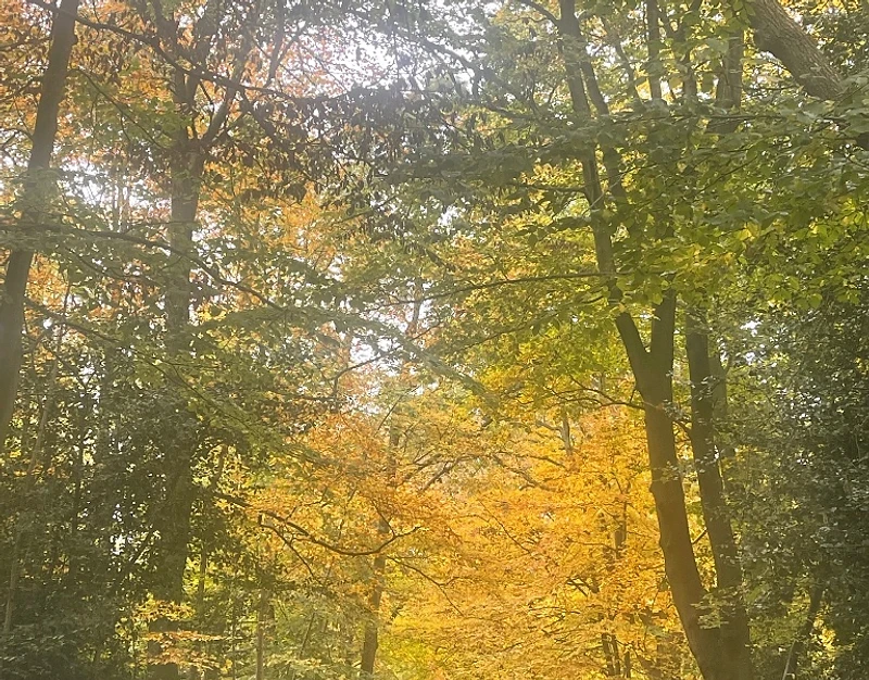 Autumn colours along the lane in Epping Forest