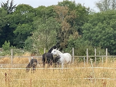 Horses and ponies in the paddock