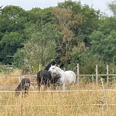 Horses and ponies in the paddock