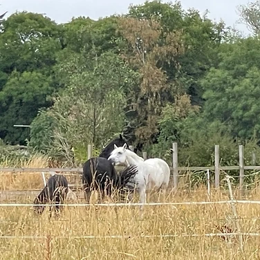 Horses and ponies in the paddock