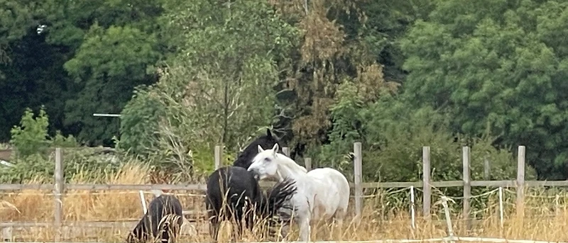 Horses in the paddock at Willows