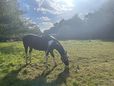 A horse grazing in the summer sun