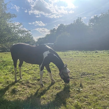 Grazing in the summer sun