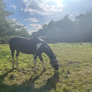 Grazing in the summer sun