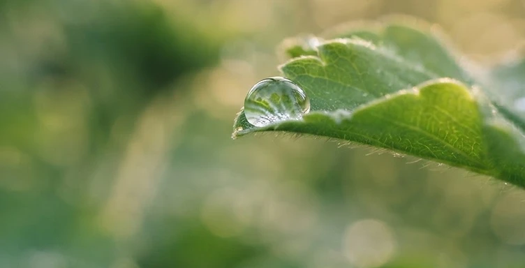 Mindfulness Coaching