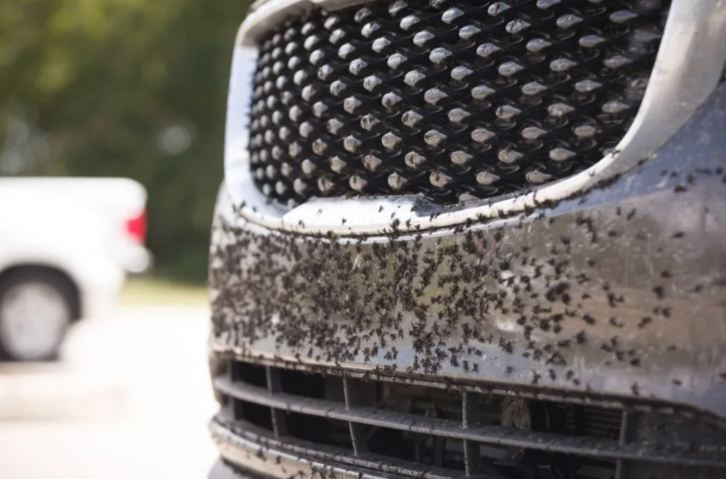 How Bug Guts Damage Your Car Paint and How to Prevent It
