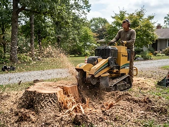 Tree Stump Removal work in progress