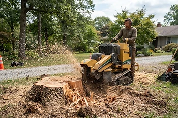 Tree Stump Removal service in Santa Rosa