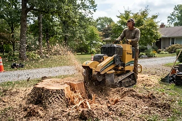 Tree Stump Removal service in Santa Rosa