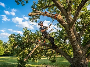 Tree Trimming & Pruning work in progress