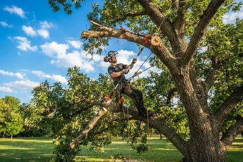 Tree Trimming & Pruning service in Santa Rosa
