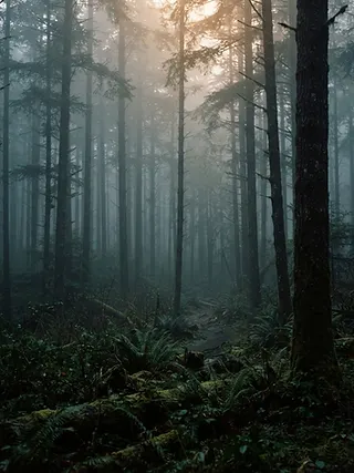 Misty Pacific Northwest evergreen forest at dawn