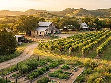 Hamilton Pool Vineyards & Farm