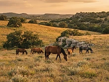 Hill Country Trail Rides