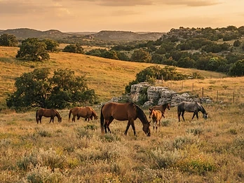 Hill Country Trail Rides