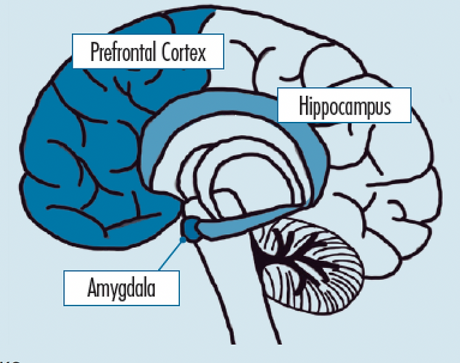 Sagittal cross-section of the brain showing the prefrontal cortex, hippocampus, and amygdala