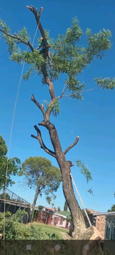Tree Trimming & Pruning