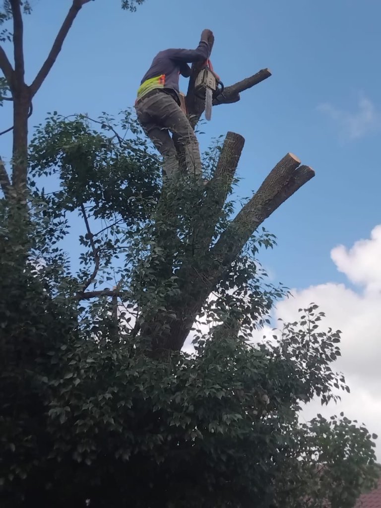 Deadwood Removal