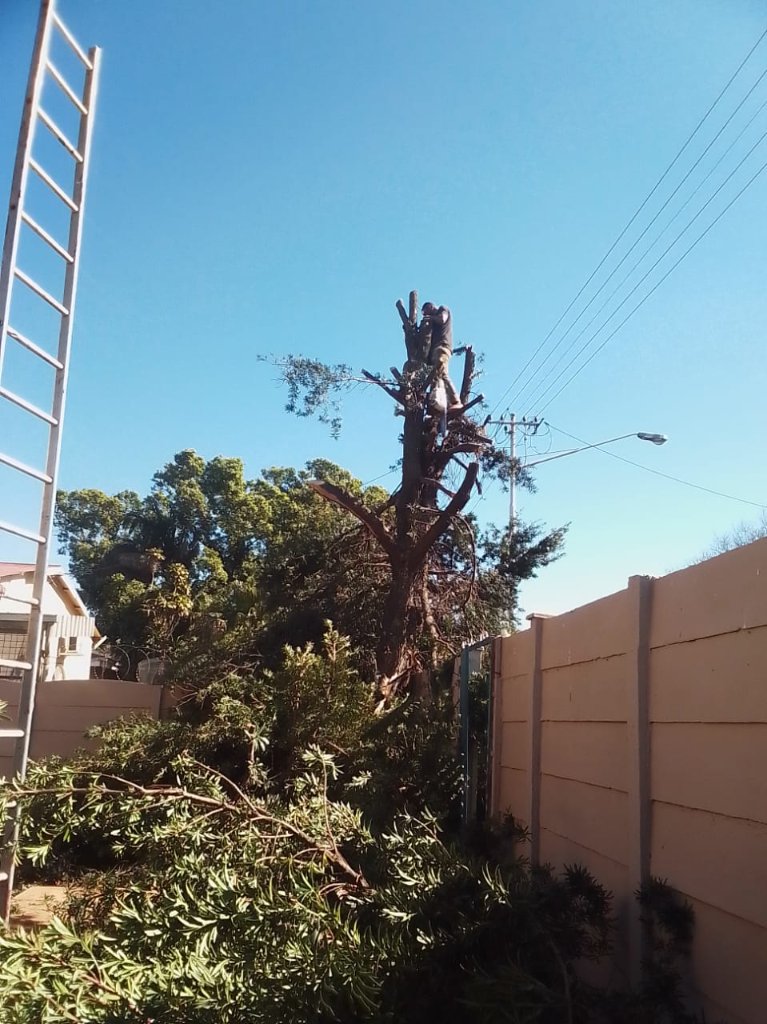 Professional tree work