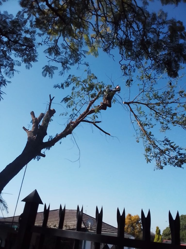 Emergency Tree Removal