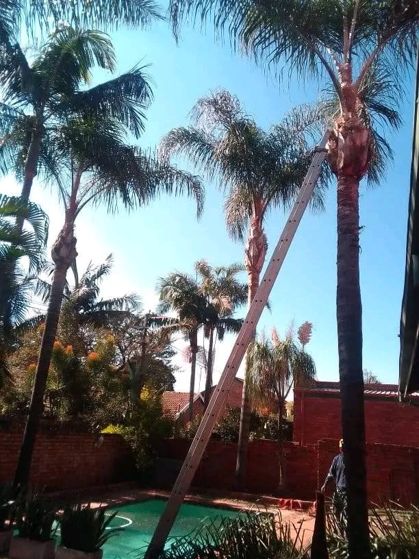 Palm Tree Trimming