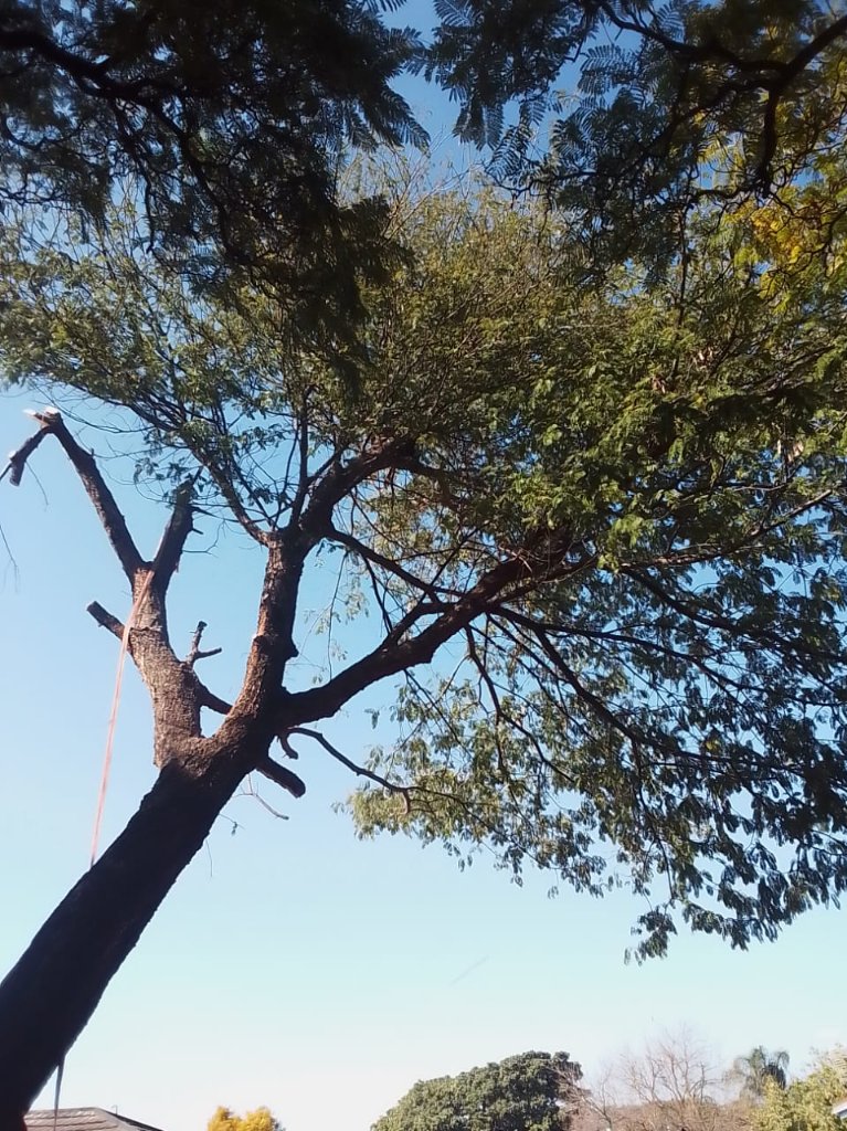 Tree Risk Assessment