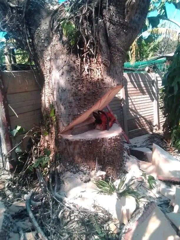 Stump Grinding & Removal