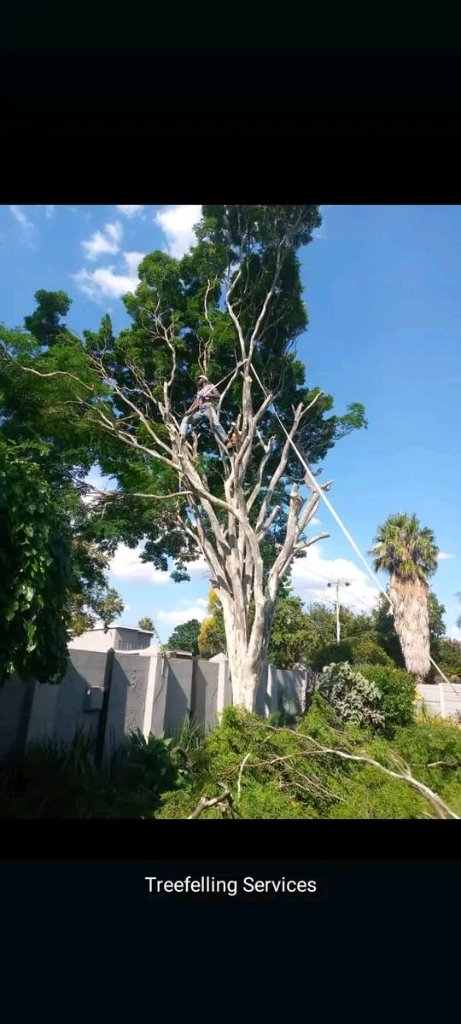 Tree removal — Wierdapark