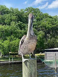 Brown Pelicans: Coastal Companions of New Smyrna Beach