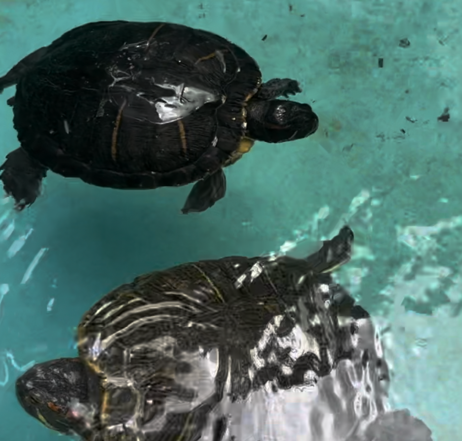 Little Turtles: A Charming Encounter at Hyatt Centric Key West