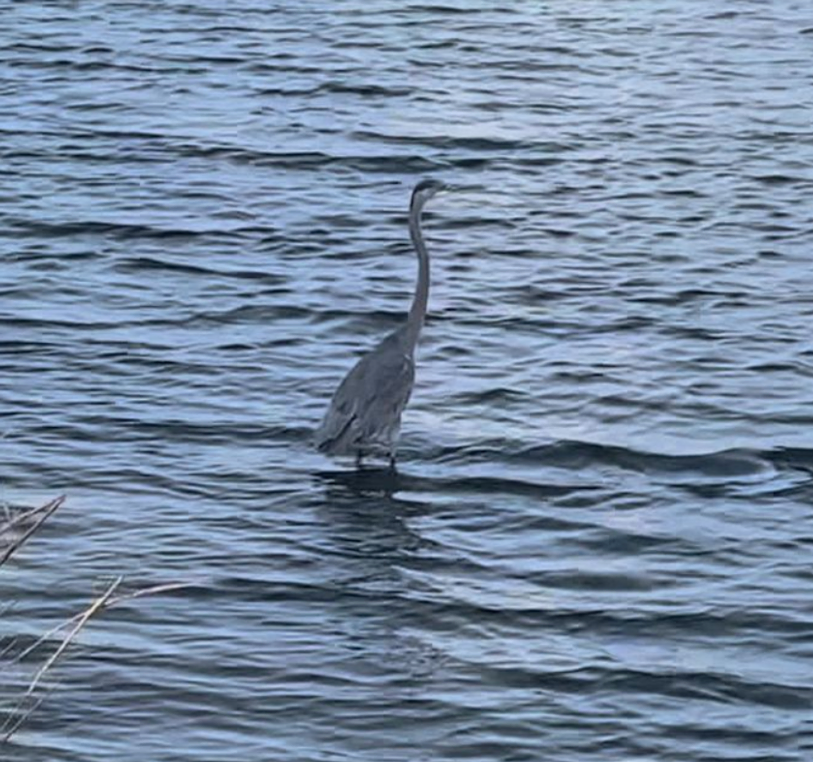 Great Blue Heron: A Delightful Dockside Encounter in Pensacola