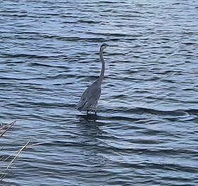 Great Blue Heron: A Delightful Dockside Encounter in Pensacola