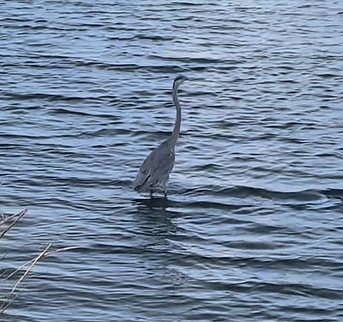 Great Blue Heron: A Delightful Dockside Encounter in Pensacola
