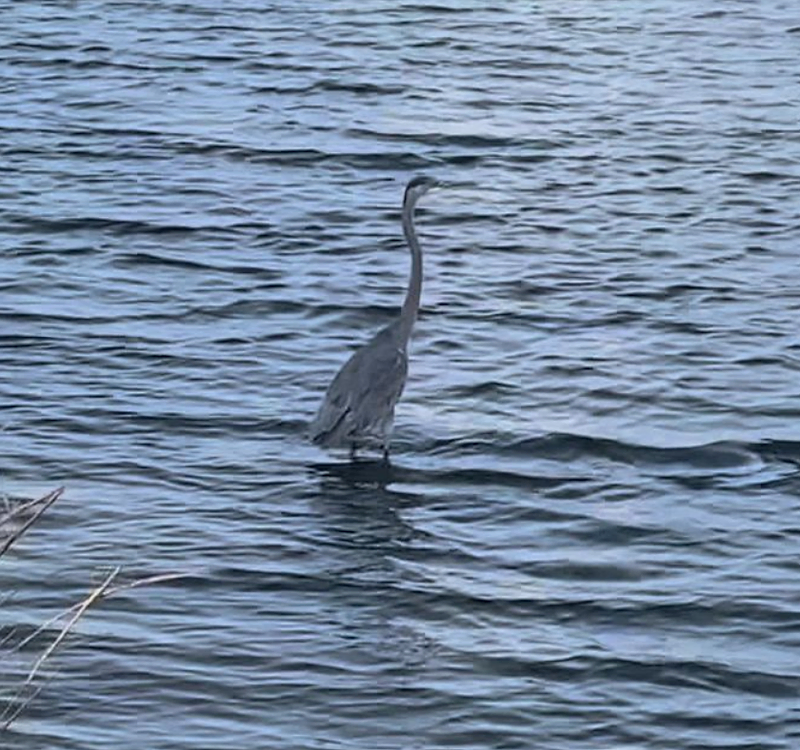 Great Blue Heron: A Delightful Dockside Encounter in Pensacola
