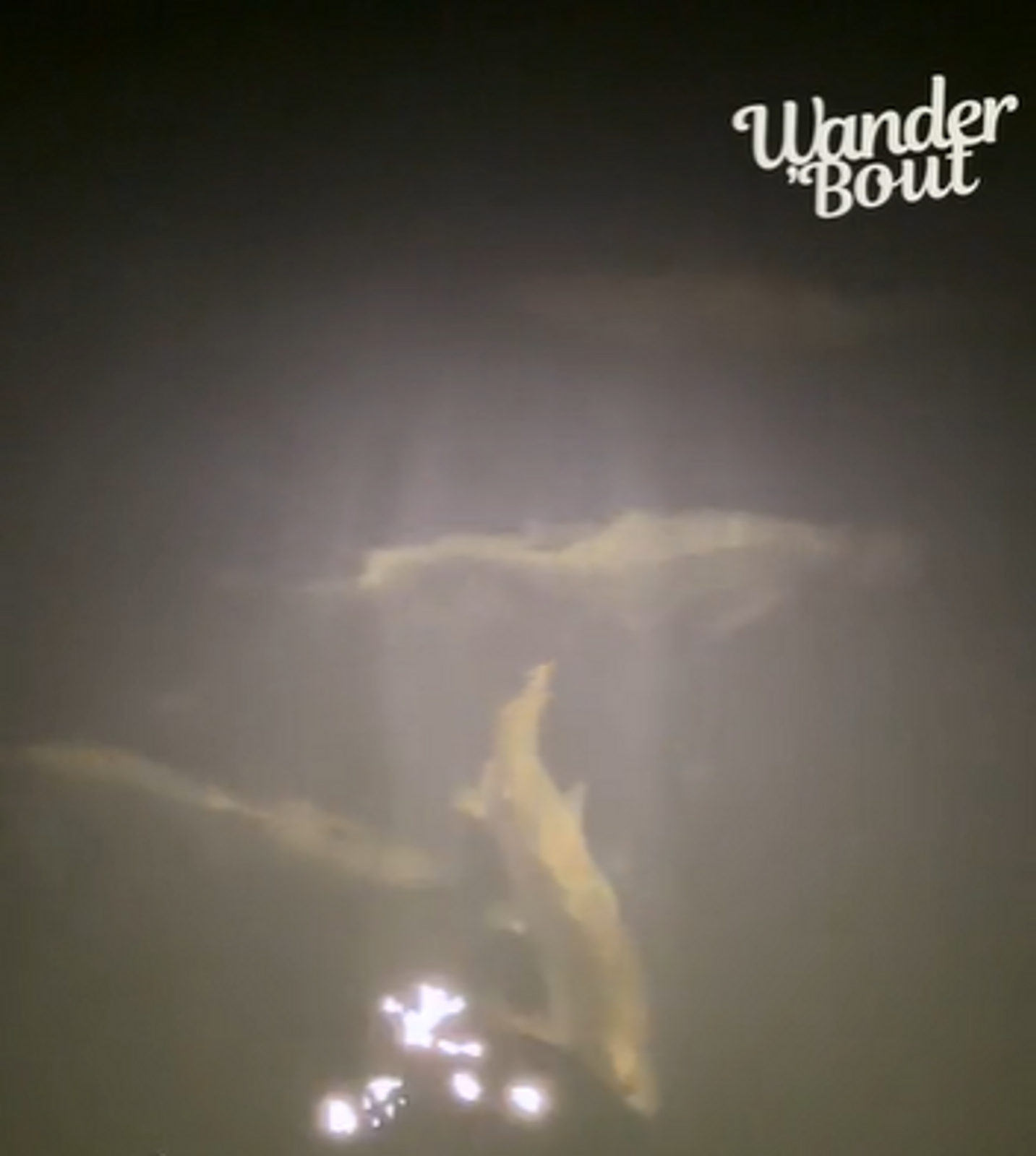 Tarpon Nights: A Memorable Encounter at Little Palm Island gallery image 1