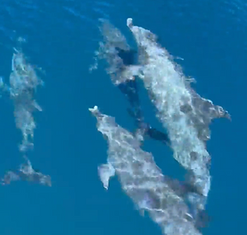 Dolphin Adventures at Gray's Reef National Marine Sanctuary