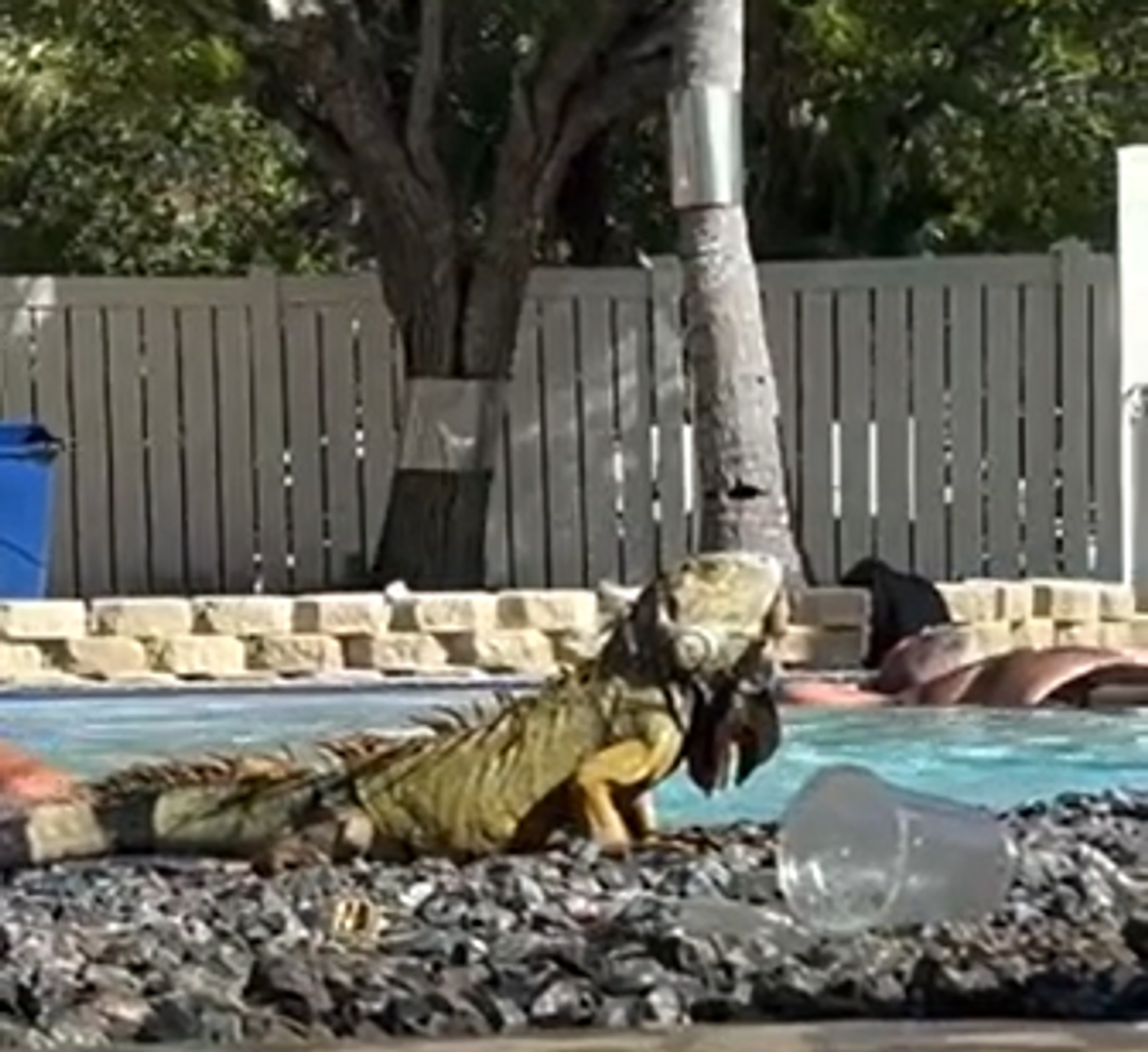Key West Iguanas: Nature's Unexpected Guests in Paradise