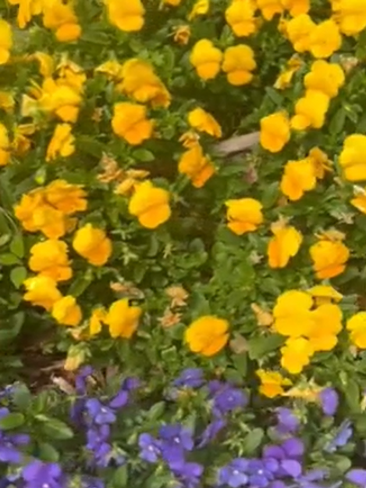 Discover the Botanic Garden at Georgia Southern University