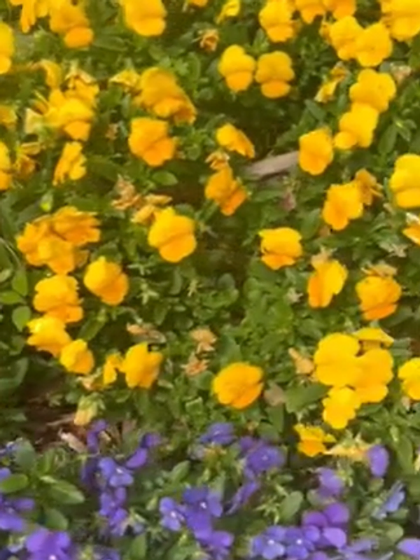 Discover the Botanic Garden at Georgia Southern University