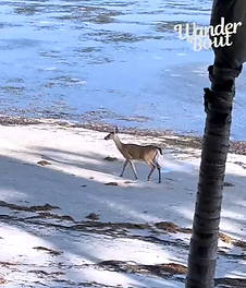 Adorable Key Deer Spotted Dining at Little Palm Island