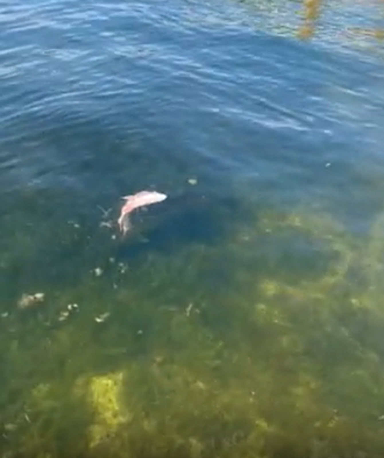 Tarpon Spotting in Key Largo